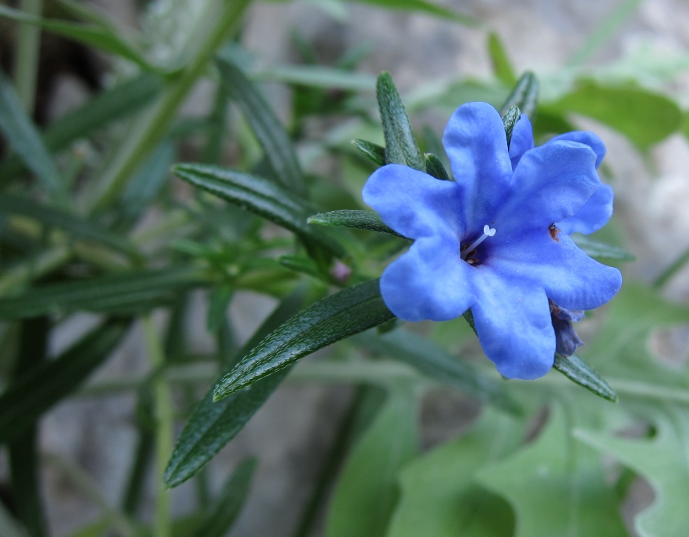 Lithodora rosmarinifolia / Erba-perla mediterranea